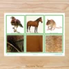 atividade_pareamento_de_cores_educa_o_infantil_jogo_pareamento_de_cores_para_imprimir (5) Cards dos animais e a cobertura do corpo para imprimir Atividade sobre cobertura corporal dos animais em PDF Cards de animais para recortar e usar na educação infantil Jogo de associação dos animais e suas características Atividade de Ciências sobre pelos penas e escamas Jogo educativo dos animais para crianças pequenas Cards de animais para classificação na educação infantil Atividade lúdica sobre os animais para maternal e pré-escola Jogo da memória com animais para imprimir Atividade de associação de animais para crianças Material pedagógico sobre animais e natureza em PDF Cards de Ciências para professoras da educação infantil Atividades sobre características dos animais para imprimir Jogo de classificação dos animais por cobertura corporal Atividade de observação e comparação de animais Cards educativos de animais para usar em casa e na escola Atividade de aprendizagem sobre animais terrestres e aquáticos Recurso pedagógico para trabalhar os animais na pré-escola Jogo de linguagem oral com cards de animais Atividade de Ciências com 15 animais para recortar e associar